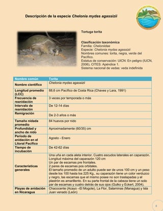 8 
Descripción de la especie Chelonia mydas agassizii 
Tortuga torita 
Clasificación taxonómica 
Familia: Cheloniidae 
Especie: Chelonia mydas agassizii 
Nombres comunes: torita, negra, verde del Pacífico. 
Estatus de conservación: UICN: En peligro (IUCN, 2006), CITES: Apéndice 1. 
Sistema nacional de vedas: veda indefinida Nombre común Torita 
Nombre científico 
Chelonia mydas agassizii 
Longitud promedio (LCC) 
88,6 cm Pacífico de Costa Rica (Chaves y Lara, 1991) 
Frecuencia de reanidación 
3 veces por temporada o más 
Intervalo de reanidación 
De 12-14 días 
Remigración 
De 2-3 años o más 
Tamaño nidada promedio 
84 huevos por nido 
Profundidad y ancho de nido 
Aproximadamente (60/35) cm 
Periodo de anidación en el Litoral Pacífico 
Agosto - Enero 
Tiempo de incubación 
De 42-62 días 
Características generales 
Una uña en cada aleta interior. Cuatro escudos laterales en caparazón. Longitud máxima del caparazón 120 cm Un par de escamas pre frontales. 2 pares de escamas pos orbitales. El tamaño promedio de un adulto puede ser de unos 100 cm y un peso desde los 100 hasta los 225 Kg., su caparazón tiene un color verduzco y negro, las escamas que el mismo posee no son traslapadas y el plastrón es amarillento. En su parte frontal de la cabeza tiene un solo par de escamas y cuatro detrás de sus ojos (Gulko y Eckert, 2004). 
Playas de anidación en Nicaragua 
Chacocente (Acayo –El Mogote), La Flor, Salaminas (Managua) y Isla Juan venado (León) 
 