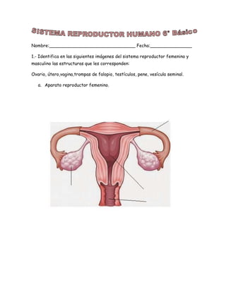 Nombre:_______________________________ Fecha:_______________
1.- Identifica en las siguientes imágenes del sistema reproductor femenino y
masculino las estructuras que les corresponden:
Ovario, útero,vagina,trompas de falopio, testículos, pene, vesícula seminal.
a. Aparato reproductor femenino.
 