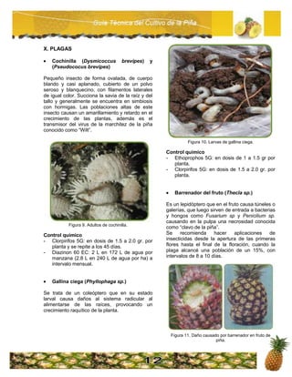 Guia tecnica piña | PDF
