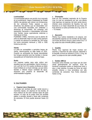 Guia tecnica piña | PDF