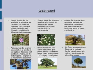VEGETACIÓ
● Estepa Blanca: És un
arbust de la família de les
cistàcies. Les fulles són
perennes i de color verd
grisenc, la qual cosa li
dóna el nom albidus i la
diferencia d'altres estepes.
● Estepa negre: És un arbust
perenne de la família de
les cistàcies que es
distribueix per la regió
mediterrània i la
macaronèsia.
● Olivera: És un arbre de la
família de les oleàcies
originari de l'Àsia Menor
que es conrea des de
l'antiguitat a tota la conca
mediterrània.
● Pi: És un arbre del gènere
Pinus, de la mateixa
família que els avets, els
cedres i les picees entre
altres. Fan pinyes
● Roure: Els roures són
arbres caducifolis que
poden arribar a viure molt
temps (hi ha exemplars de
1.000 anys). Donen glans
● Alzina surera: És un arbre
perennifoli de la família de
les fagàcies d'aspecte molt
semblant a l'alzina, és de
mida mitjana, i originari de
la mediterrània occidental.
 