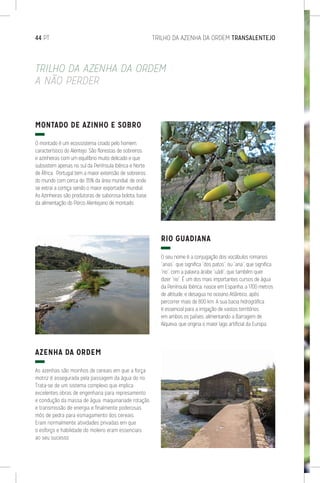 TRILHO DA AZENHA DA ORDEM
A NÃO PERDER
MONTADO DE AZINHO E SOBRO
O montado é um ecossistema criado pelo homem,
característico do Alentejo. São florestas de sobreiros
e azinheiras com um equilíbrio muito delicado e que
subsistem apenas no sul da Península Ibérica e Norte
de África. Portugal tem a maior extensão de sobreiros
do mundo com cerca de 35% da área mundial, de onde
se extrai a cortiça sendo o maior exportador mundial.
As Azinheiras são produtoras de saborosa bolota, base
da alimentação do Porco Alentejano de montado.
AZENHA DA ORDEM
As azenhas são moinhos de cereais em que a força
motriz é assegurada pela passagem da água do rio.
Trata-se de um sistema complexo que implica
excelentes obras de engenharia para represamento
e condução da massa de água, maquinariade rotação
e transmissão de energia e finalmente poderosas
mós de pedra para esmagamento dos cereais.
Eram normalmente atividades privadas em que
o esforço e habilidade do moleiro eram essenciais
ao seu sucesso.
RIO GUADIANA
O seu nome é a conjugação dos vocábulos romanos
“anas”, que significa “dos patos”, ou “ana”, que significa
“rio”, com a palavra árabe “uádi”, que também quer
dizer “rio”. É um dos mais importantes cursos de água
da Península Ibérica, nasce em Espanha, a 1700 metros
de altitude, e desagua no oceano Atlântico, após
percorrer mais de 800 km. A sua bacia hidrográfica
é essencial para a irrigação de vastos territórios
em ambos os países, alimentando a Barragem de
Alqueva, que origina o maior lago artificial da Europa.
44 PT	 TRILHO DA AZENHA DA ORDEM TRANSALENTEJO
 