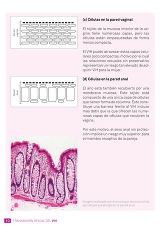 10 TRANSMISIÓN SEXUAL DEL VIH
(c) Células en la pared vaginal
El tejido de la mucosa interior de la va-
gina tiene numerosas capas, pero las
células están empaquetadas de forma
menos compacta.
El VIH puede atravesar estas capas celu-
lares poco compactas, motivo por el cual
las relaciones sexuales sin preservativo
representan un riesgo tan elevado de ad-
quirir VIH para la mujer.
(d) Células en la pared anal
El ano está también recubierto por una
membrana mucosa. Este tejido está
compuesto de una única capa de células
que tienen forma de columna. Esto cons-
tituye una barrera frente al VIH incluso
más débil que la que ofrecen las nume-
rosas capas de células que recubren la
vagina.
Por este motivo, el sexo anal sin protec-
ción implica un riesgo muy superior para
el miembro receptivo de la pareja.
Imagen realizada con microscopio electrónico de
las células presentes en la pared anal.
 