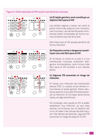 11TRANSMISIÓN SEXUAL DEL VIH
Figura 2: Cómo atraviesa el VIH la piel o las barreras mucosas
(a) El tejido genital y anal constituye un
objetivo fácil para el VIH
Los tejidos vaginal y rectal, así como la
parte interna del prepucio son membra-
nas mucosas. Las células de estas mem-
branas están conectadas de forma me-
nos compacta que las de la piel.
Esto hace que el VIH pueda penetrar de
forma más fácil.
(b) Pequeños cortes o desgarros consti-
tuyen una ruta fácil para el VIH
Si te haces un corte en la piel o si tus
membranas mucosas presentan des-
garros microscópicos, será incluso más
fácil para el VIH acceder a sus células
diana.
(c) Algunas ITS aumentan el riesgo de
infección
Si tienes una infección de transmisión
sexual (ITS), tu cuerpo envía células in-
munitarias al tejido genital. Estas célu-
las se acercan a la superficie para alcan-
zar la infección. En la mayor parte de los
casos, es algo beneficioso.
Sin embargo, esto ayuda al VIH a poder
establecer una infección, ya que esas
células inmunitarias son el objetivo del
virus. Al haber más células de este tipo y
ser más fáciles de alcanzar, algunas ITS
aumentan el riesgo de adquirir el VIH.
 