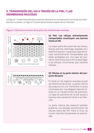 9TRANSMISIÓN SEXUAL DEL VIH
5. Transmisión del VIH a través de la piel y las
membranas mucosas
La figura 1 muestra la estructura celular de la piel en comparación con la de las mem-
branas mucosas. La figura 2 ilustra las primeras etapas de la infección.
Figura 1: Estructura celular de la piel y las membranas mucosas
(a) Piel: Las células estrechamente
compactadas constituyen una barrera
frente al VIH
La mayor parte de la piel (de las manos,
brazos, piernas, estómago, espalda, etc.)
está formada por una gruesa capa de cé-
lulas estrechamente compactadas que
están protegidas por una capa de que-
ratina. Esto evita que el VIH pueda llegar
a las células inmunitarias que necesita
infectar.
(b) Células en la parte interior del pre-
pucio del pene
El tejido en los órganos sexuales puede
ser distinto al de la piel. La parte interna
del prepucio es una membrana mucosa
compuesta por una delgada capa de cé-
lulas sin un recubrimiento de queratina.
La capa de queratina de la piel ayuda a
hacerla más resistente frente a la infec-
ción.
La parte interna del prepucio también
presenta una elevada concentración de
células diana del VIH. Para el virus, es
mucho más fácil de penetrar en este te-
jido.
 