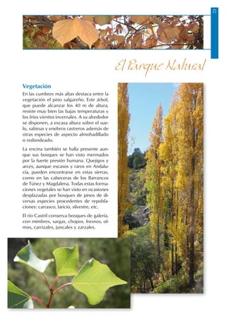 21
Vegetación
En las cumbres más altas destaca entre la
vegetación el pino salgareño. Este árbol,
que puede alcanzar los 40 m de altura,
resiste muy bien las bajas temperaturas y
los fríos vientos invernales. A su alrededor
se disponen, a escasa altura sobre el sue-
lo, sabinas y enebros rastreros además de
otras especies de aspecto almohadillado
o redondeado.
La encina también se halla presente aun-
que sus bosques se han visto mermados
por la fuerte presión humana. Quejigos y
arces, aunque escasos y raros en Andalu-
cía, pueden encontrarse en estas sierras,
como en las cabeceras de los Barrancos
de Túnez y Magdalena. Todas estas forma-
ciones vegetales se han visto en ocasiones
desplazadas por bosques de pinos de di-
versas especies procedentes de repobla-
ciones: carrasco, laricio, silvestre, etc.
El río Castril conserva bosques de galería,
con mimbres, sargas, chopos, fresnos, ol-
mos, carrizales, juncales y zarzales.
El Parque Natural
 