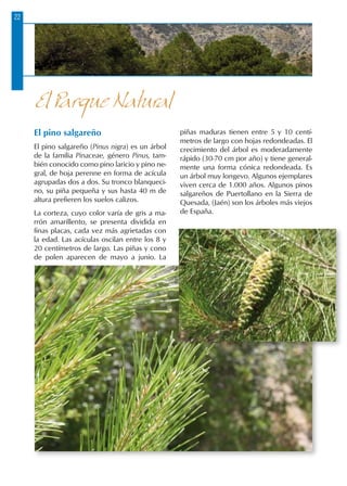 22
El pino salgareño
El pino salgareño (Pinus nigra) es un árbol
de la familia Pinaceae, género Pinus, tam-
bién conocido como pino laricio y pino ne-
gral, de hoja perenne en forma de acícula
agrupadas dos a dos. Su tronco blanqueci-
no, su piña pequeña y sus hasta 40 m de
altura prefieren los suelos calizos.
La corteza, cuyo color varía de gris a ma-
rrón amarillento, se presenta dividida en
finas placas, cada vez más agrietadas con
la edad. Las acículas oscilan entre los 8 y
20 centímetros de largo. Las piñas y cono
de polen aparecen de mayo a junio. La
piñas maduras tienen entre 5 y 10 centí-
metros de largo con hojas redondeadas. El
crecimiento del árbol es moderadamente
rápido (30-70 cm por año) y tiene general-
mente una forma cónica redondeada. Es
un árbol muy longevo. Algunos ejemplares
viven cerca de 1.000 años. Algunos pinos
salgareños de Puertollano en la Sierra de
Quesada, (Jaén) son los árboles más viejos
de España.
El Parque Natural
 