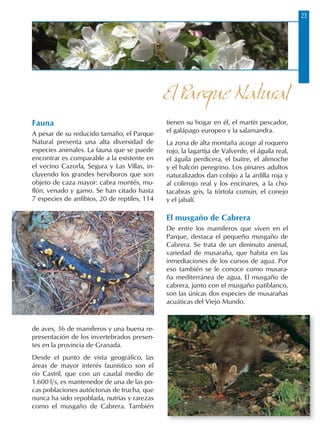 23
Fauna
A pesar de su reducido tamaño, el Parque
Natural presenta una alta diversidad de
especies animales. La fauna que se puede
encontrar es comparable a la existente en
el vecino Cazorla, Segura y Las Villas, in-
cluyendo los grandes hervíboros que son
objeto de caza mayor: cabra montés, mu-
flón, venado y gamo. Se han citado hasta
7 especies de anfibios, 20 de reptiles, 114
de aves, 36 de mamíferos y una buena re-
presentación de los invertebrados presen-
tes en la provincia de Granada.
Desde el punto de vista geográfico, las
áreas de mayor interés faunístico son el
río Castril, que con un caudal medio de
1.600 l/s, es mantenedor de una de las po-
cas poblaciones autóctonas de trucha, que
nunca ha sido repoblada, nutrias y rarezas
como el musgaño de Cabrera. También
tienen su hogar en él, el martín pescador,
el galápago europeo y la salamandra.
La zona de alta montaña acoge al roquero
rojo, la lagartija de Valverde, el águila real,
el águila perdicera, el buitre, el alimoche
y el halcón peregrino. Los pinares adultos
naturalizados dan cobijo a la ardilla roja y
al colirrojo real y los encinares, a la cho-
tacabras gris, la tórtola común, el conejo
y el jabalí.
El musgaño de Cabrera
De entre los mamíferos que viven en el
Parque, destaca el pequeño musgaño de
Cabrera. Se trata de un diminuto animal,
variedad de musaraña, que habita en las
inmediaciones de los cursos de agua. Por
eso también se le conoce como musara-
ña mediterránea de agua. El musgaño de
cabrera, junto con el musgaño patiblanco,
son las únicas dos especies de musarañas
acuáticas del Viejo Mundo.
El Parque Natural
 