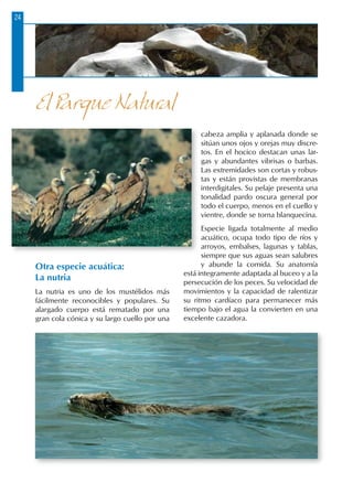 24
Otra especie acuática:
La nutria
La nutria es uno de los mustélidos más
fácilmente reconocibles y populares. Su
alargado cuerpo está rematado por una
gran cola cónica y su largo cuello por una
cabeza amplia y aplanada donde se
sitúan unos ojos y orejas muy discre-
tos. En el hocico destacan unas lar-
gas y abundantes vibrisas o barbas.
Las extremidades son cortas y robus-
tas y están provistas de membranas
interdigitales. Su pelaje presenta una
tonalidad pardo oscura general por
todo el cuerpo, menos en el cuello y
vientre, donde se torna blanquecina.
Especie ligada totalmente al medio
acuático, ocupa todo tipo de ríos y
arroyos, embalses, lagunas y tablas,
siempre que sus aguas sean salubres
y abunde la comida. Su anatomía
está integramente adaptada al buceo y a la
persecución de los peces. Su velocidad de
movimientos y la capacidad de ralentizar
su ritmo cardíaco para permanecer más
tiempo bajo el agua la convierten en una
excelente cazadora.
El Parque Natural
 