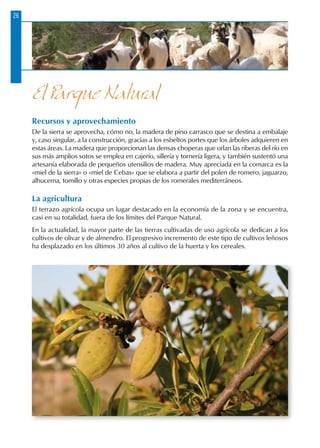 26
Recursos y aprovechamiento
De la sierra se aprovecha, cómo no, la madera de pino carrasco que se destina a embalaje
y, caso singular, a la construcción, gracias a los esbeltos portes que los árboles adquieren en
estas áreas. La madera que proporcionan las densas choperas que orlan las riberas del río en
sus más amplios sotos se emplea en cajerío, sillería y tornería ligera, y también sustentó una
artesanía elaborada de pequeños utensilios de madera. Muy apreciada en la comarca es la
«miel de la sierra» o «miel de Cebas» que se elabora a partir del polen de romero, jaguarzo,
alhucema, tomillo y otras especies propias de los romerales mediterráneos.
La agricultura
El terrazo agrícola ocupa un lugar destacado en la economía de la zona y se encuentra,
casi en su totalidad, fuera de los límites del Parque Natural.
En la actualidad, la mayor parte de las tierras cultivadas de uso agrícola se dedican a los
cultivos de olivar y de almendro. El progresivo incremento de este tipo de cultivos leñosos
ha desplazado en los últimos 30 años al cultivo de la huerta y los cereales.
El Parque Natural
 