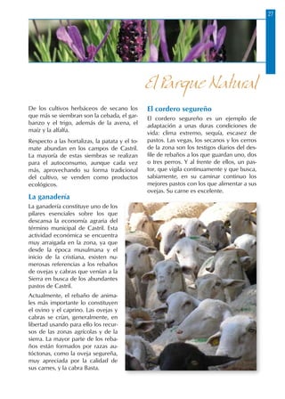 27
De los cultivos herbáceos de secano los
que más se siembran son la cebada, el gar-
banzo y el trigo, además de la avena, el
maíz y la alfalfa.
Respecto a las hortalizas, la patata y el to-
mate abundan en los campos de Castril.
La mayoría de estas siembras se realizan
para el autoconsumo, aunque cada vez
más, aprovechando su forma tradicional
del cultivo, se venden como productos
ecológicos.
La ganadería
La ganadería constituye uno de los
pilares esenciales sobre los que
descansa la economía agraria del
término municipal de Castril. Esta
actividad económica se encuentra
muy arraigada en la zona, ya que
desde la época musulmana y el
inicio de la cristiana, existen nu-
merosas referencias a los rebaños
de ovejas y cabras que venían a la
Sierra en busca de los abundantes
pastos de Castril.
Actualmente, el rebaño de anima-
les más importante lo constituyen
el ovino y el caprino. Las ovejas y
cabras se crían, generalmente, en
libertad usando para ello los recur-
sos de las zonas agrícolas y de la
sierra. La mayor parte de los reba-
ños están formados por razas au-
tóctonas, como la oveja segureña,
muy apreciada por la calidad de
sus carnes, y la cabra Basta.
El cordero segureño
El cordero segureño es un ejemplo de
adaptación a unas duras condiciones de
vida: clima extremo, sequía, escasez de
pastos. Las vegas, los secanos y los cerros
de la zona son los testigos diarios del des-
file de rebaños a los que guardan uno, dos
o tres perros. Y al frente de ellos, un pas-
tor, que vigila continuamente y que busca,
sabiamente, en su caminar continuo los
mejores pastos con los que alimentar a sus
ovejas. Su carne es excelente.
El Parque Natural
 