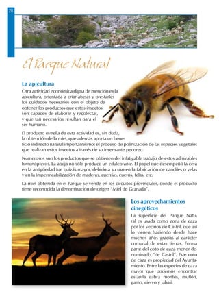 28
La apicultura
Otra actividad económica digna de mención es la
apicultura, orientada a criar abejas y prestarles
los cuidados necesarios con el objeto de
obtener los productos que estos insectos
son capaces de elaborar y recolectar,
y que tan necesarios resultan para el
ser humano.
El producto estrella de esta actividad es, sin duda,
la obtención de la miel, que además aporta un bene-
ficio indirecto natural importantísimo: el proceso de polinización de las especies vegetales
que realizan estos insectos a través de su insensante pecoreo.
Numerosos son los productos que se obtienen del infatigable trabajo de estos admi­rables
himenópteros. La abeja no sólo produce un edulcorante. El papel que desem­peñó la cera
en la antigüedad fue quizás mayor, debido a su uso en la fabricación de candiles o velas
y en la impermeabilización de maderas, cuerdas, cueros, telas, etc.
La miel obtenida en el Parque se vende en los circuitos provinciales, donde el producto
tiene reconocida la denominación de origen “Miel de Granada”.
Los aprovechamientos
cinegéticos
La superficie del Parque Natu-
ral es usada como zona de caza
por los vecinos de Castril, que así
lo vienen haciendo desde hace
muchos años gracias al carácter
comunal de estas tierras. Forma
parte del coto de caza menor de-
nominado “de Castril”. Este coto
de caza es propiedad del Ayunta-
miento. Entre las especies de caza
mayor que podemos encontrar
están:la cabra montés, muflón,
gamo, ciervo y jabalí.
El Parque Natural
 