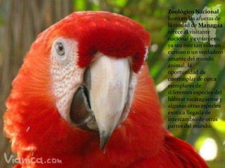 Zoológico Nacional
Justo en las afueras de
la ciudad de Managua
ofrece al visitante
nacional y extranjero,
ya sea éste tan sólo un
curioso o un verdadero
amante del mundo
animal, la
oportunidad de
contemplar de cerca
ejemplares de
diferentes especies del
hábitat nicaragüense y
algunas otras especies
exótica llegada de
intercambio de otras
partes del mundo.
 