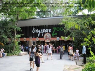 El Zoológico de Singapur es un jardín zoológico que ocupa 28 hectáreas en los
márgenes superiores del Embalse Seletar dentro de la muy boscosa cuenca central de
Singapur.
Dirección: 80 Mandai Lake Rd, Singapur 729826
www.zoo.com.sg/
 