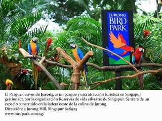 El Parque de aves de Jurong es un parque y una atracción turística en Singapur
gestionada por la organización Reservas de vida silvestre de Singapur. Se trata de un
espacio construido en la ladera oeste de la colina de Jurong.
Dirección: 2 Jurong Hill, Singapur 628925
www.birdpark.com.sg/
 