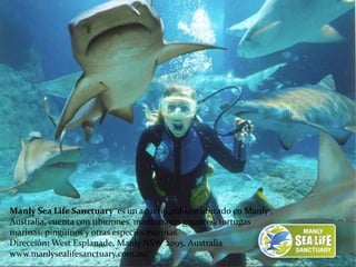 Manly Sea Life Sanctuary es un acuario público ubicado en Manly ,
Australia, cuenta con tiburones, mantarrayas gigantes, tortugas
marinas, pingüinos y otras especies marinas.
Dirección: West Esplanade, Manly NSW 2095, Australia
www.manlysealifesanctuary.com.au/
 