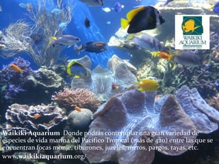 Waikiki Aquarium Donde podrás contemplar una gran variedad de
especies de vida marina del Pacífico Tropical (más de 420) entre las que se
encuentran focas monje, tiburones, jureles, meros, pargos, rayas, etc.
www.waikikiaquarium.org/
 
