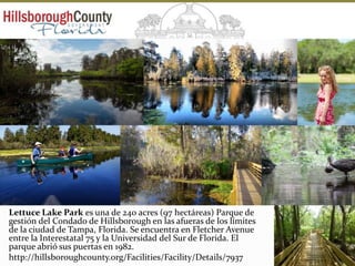 Lettuce Lake Park es una de 240 acres (97 hectáreas) Parque de
gestión del Condado de Hillsborough en las afueras de los límites
de la ciudad de Tampa, Florida. Se encuentra en Fletcher Avenue
entre la Interestatal 75 y la Universidad del Sur de Florida. El
parque abrió sus puertas en 1982.
http://hillsboroughcounty.org/Facilities/Facility/Details/7937
 