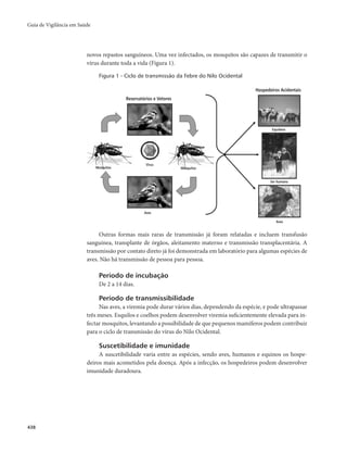 Guia de Vigilância em Saúde 
438 
novos repastos sanguíneos. Uma vez infectados, os mosquitos são capazes de transmitir o 
vírus durante toda a vida (Figura 1). 
Figura 1 - Ciclo de transmissão da Febre do Nilo Ocidental 
Reservatórios e Vetores 
Outras formas mais raras de transmissão já foram relatadas e incluem transfusão 
sanguínea, transplante de órgãos, aleitamento materno e transmissão transplacentária. A 
transmissão por contato direto já foi demonstrada em laboratório para algumas espécies de 
aves. Não há transmissão de pessoa para pessoa. 
Período de incubação 
De 2 a 14 dias. 
Período de transmissibilidade 
Nas aves, a viremia pode durar vários dias, dependendo da espécie, e pode ultrapassar 
três meses. Esquilos e coelhos podem desenvolver viremia suficientemente elevada para in-fectar 
mosquitos, levantando a possibilidade de que pequenos mamíferos podem contribuir 
para o ciclo de transmissão do vírus do Nilo Ocidental. 
Suscetibilidade e imunidade 
A suscetibilidade varia entre as espécies, sendo aves, humanos e equinos os hospe-deiros 
mais acometidos pela doença. Após a infecção, os hospedeiros podem desenvolver 
imunidade duradoura. 
Hospedeiros Acidentais 
Aves 
Mosquitos 
Virus 
Mosquitos 
Equídeos 
Ser humano 
Aves 
Aves 
 