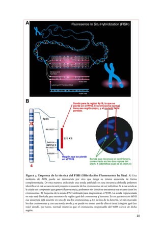  
    Figura  4.  Esquema  de  la  técnica  del  FISH  (Hibridación  Fluorescente  In  Situ).  A)  Una 
    molécula  de  ADN  puede  ser  reconocida  por  otra  que  tenga  su  misma  secuencia  de  forma 
    complementaria. De esta manera, utilizando una sonda artificial con una secuencia definida podemos 
    identificar si esa secuencia está presente o ausente de los cromosomas de un individuo. Si a esa sonda se 
    le añade un compuesto que genere fluorescencia, podremos ver dónde se encuentra esa secuencia en los 
    cromosomas. B) Esquema de la sonda FISH utilizada para diagnosticar el WHS. La sonda representada 
    en rojo está diseñada para reconocer la región 4p16 del cromosoma 4 humano. En un paciente con WHS 
    esa secuencia está ausente en uno de los dos cromosomas 4. En la foto de la derecha, se han marcado 
    los dos cromosomas 4 con una sonda verde, y se puede ver como uno de ellos sí tiene la región 4p16 (en 
    rojo)  siendo,  por  tanto,  normal,  mientras  que  el  cromosoma  responsable  del  WHS  carece  de  dicha 
    región. 

                                                                                                                10 
 
 