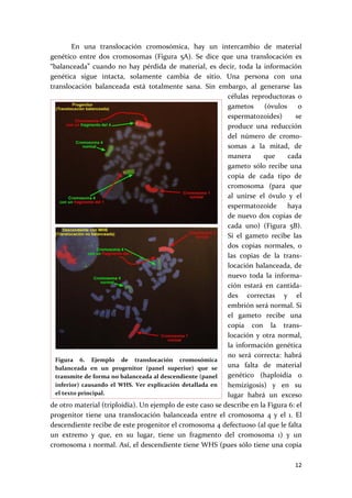         En  una  translocación  cromosómica,  hay  un  intercambio  de  material 
genético  entre  dos  cromosomas  (Figura  5A).  Se  dice  que  una  translocación  es 
“balanceada”  cuando  no  hay  pérdida  de  material,  es  decir,  toda  la  información 
genética  sigue  intacta,  solamente  cambia  de  sitio.  Una  persona  con  una 
translocación  balanceada  está  totalmente  sana.  Sin  embargo,  al  generarse  las 
                                                                  células  reproductoras  o 
                                                                  gametos  (óvulos  o 
                                                                  espermatozoides)          se 
                                                                  produce  una  reducción 
                                                                  del  número  de  cromo‐
                                                                  somas  a  la  mitad,  de 
                                                                  manera       que       cada 
                                                                  gameto  sólo  recibe  una 
                                                                  copia  de  cada  tipo  de 
                                                                  cromosoma  (para  que 
                                                                  al  unirse  el  óvulo  y  el 
                                                                  espermatozoide  haya 
                                                                  de  nuevo  dos  copias  de 
                                                                  cada  uno)  (Figura  5B). 
                                                                  Si  el  gameto  recibe  las 
                                                                  dos  copias  normales,  o 
                                                                  las  copias  de  la  trans‐
                                                                  locación balanceada, de 
                                                                  nuevo  toda  la  informa‐
                                                                  ción  estará  en  cantida‐
                                                                  des  correctas  y  el 
                                                                  embrión será normal. Si 
                                                                  el  gameto  recibe  una 
                                                                  copia  con  la  trans‐
                                                                  locación  y  otra  normal, 
                                                                  la  información  genética 
                                                                  no  será  correcta:  habrá 
  Figura  6.  Ejemplo  de  translocación  cromosómica 
  balanceada  en  un  progenitor  (panel  superior)  que  se      una  falta  de  material 
  transmite de forma no balanceada al descendiente (panel         genético  (haploidía  o 
  inferior)  causando  el  WHS.  Ver  explicación  detallada  en  hemizigosis)  y  en  su 
  el texto principal.                                             lugar  habrá  un  exceso 
de otro material (triploidía). Un ejemplo de este caso se describe en la Figura 6: el 
progenitor  tiene  una  translocación  balanceada  entre  el  cromosoma  4  y  el  1.  El 
descendiente recibe de este progenitor el cromosoma 4 defectuoso (al que le falta 
un  extremo  y  que,  en  su  lugar,  tiene  un  fragmento  del  cromosoma  1)  y  un 
cromosoma 1 normal. Así, el descendiente tiene WHS (pues sólo tiene una copia 

                                                                                           12 
 
 