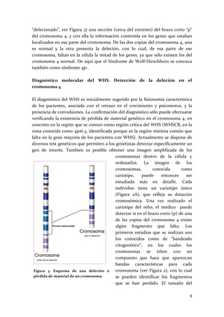 “delecionado”, ver Figura 3) una sección (cerca del extremo) del brazo corto “p” 
del cromosoma 4,  y con ella la información contenida  en los genes que estaban 
localizados en esa parte del cromosoma. De las dos copias del cromosoma 4, una 
es  normal  y  la  otra  presenta  la  deleción,  con  lo  cual,  de  esa  parte  de  ese 
cromosoma, faltan en la célula la mitad de los genes, ya que sólo existen los del 
cromosoma 4 normal. De aquí que el Síndrome de Wolf‐Hirschhorn se conozca 
también como síndrome 4p‐. 
 
Diagnóstico  molecular  del  WHS.  Detección  de  la  deleción  en  el 
cromosoma 4 
 
El diagnóstico del WHS es inicialmente sugerido por la fisionomía característica 
de  los  pacientes,  asociada  con  el  retraso  en  el  crecimiento  y  psicomotor,  y  la 
presencia de convulsiones. La confirmación del diagnóstico sólo puede efectuarse 
verificando la existencia de pérdida de material genético en el cromosoma 4, en 
concreto en la región que se conoce como región crítica del WHS (WHSCR, en la 
zona conocida como 4p16.3, identificada porque es la región mínima común que 
falta en la gran mayoría de los pacientes con WHS). Actualmente se dispone de 
diversos test genéticos que permiten a los genetistas detectar específicamente un 
gen  de  interés.  También  es  posible  obtener  una  imagen  amplificada  de  los 
                                               cromosomas  dentro  de  la  célula  y 
                                               ordenarlos.  La  imagen  de  los 
                                               cromosomas,           conocida       como 
                                               cariotipo,  puede  entonces  ser 
                                               estudiada  más  en  detalle.  Cada 
                                               individuo  tiene  un  cariotipo  único 
                                               (Figura  2A),  que  refleja  su  dotación 
                                               cromosómica.  Una  vez  realizado  el 
                                               cariotipo  del  niño,  el  médico    puede 
                                               detectar si en el brazo corto (p) de una 
                                               de  las  copias  del  cromosoma  4  existe 
                                               algún  fragmento  que  falta.  Los 
                                               primeros  estudios  que  se  realizan  son 
                                               los  conocidos  como  de  “bandeado 
                                               citogenético”,  en  los  cuales  los 
                                               cromosomas  se  tiñen  con  un 
                                               compuesto  que  hace  que  aparezcan 
                                               bandas  características  para  cada 
  Figura  3.  Esquema  de  una  deleción  o  cromosoma (ver Figura 2), con lo cual 
  pérdida de material de un cromosoma.         se  pueden  identificar  los  fragmentos 
                                               que  se  han  perdido.  El  tamaño  del 

                                                                                          9 
 
 
