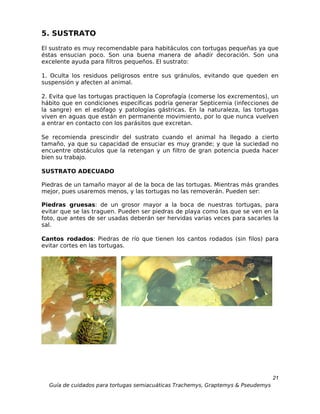 5. SUSTRATO
El sustrato es muy recomendable para habitáculos con tortugas pequeñas ya que
éstas ensucian poco. Son una buena manera de añadir decoración. Son una
excelente ayuda para filtros pequeños. El sustrato:

1. Oculta los residuos peligrosos entre sus gránulos, evitando que queden en
suspensión y afecten al animal.

2. Evita que las tortugas practiquen la Coprofagía (comerse los excrementos), un
hábito que en condiciones específicas podría generar Septicemia (infecciones de
la sangre) en el esófago y patologías gástricas. En la naturaleza, las tortugas
viven en aguas que están en permanente movimiento, por lo que nunca vuelven
a entrar en contacto con los parásitos que excretan.

Se recomienda prescindir del sustrato cuando el animal ha llegado a cierto
tamaño, ya que su capacidad de ensuciar es muy grande; y que la suciedad no
encuentre obstáculos que la retengan y un filtro de gran potencia pueda hacer
bien su trabajo.

SUSTRATO ADECUADO

Piedras de un tamaño mayor al de la boca de las tortugas. Mientras más grandes
mejor, pues usaremos menos, y las tortugas no las removerán. Pueden ser:

Piedras gruesas: de un grosor mayor a la boca de nuestras tortugas, para
evitar que se las traguen. Pueden ser piedras de playa como las que se ven en la
foto, que antes de ser usadas deberán ser hervidas varias veces para sacarles la
sal.

Cantos rodados: Piedras de río que tienen los cantos rodados (sin filos) para
evitar cortes en las tortugas.




                                                                                  21
  Guía de cuidados para tortugas semiacuáticas Trachemys, Graptemys & Pseudemys
 