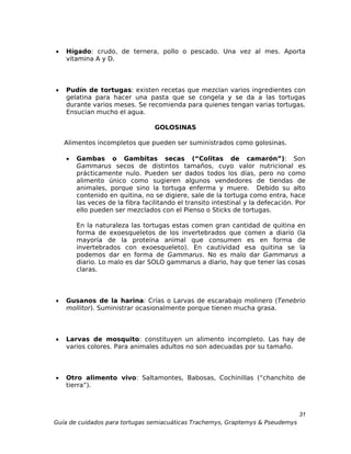 •   Hígado: crudo, de ternera, pollo o pescado. Una vez al mes. Aporta
    vitamina A y D.



•   Pudín de tortugas: existen recetas que mezclan varios ingredientes con
    gelatina para hacer una pasta que se congela y se da a las tortugas
    durante varios meses. Se recomienda para quienes tengan varias tortugas.
    Ensucian mucho el agua.

                                  GOLOSINAS

    Alimentos incompletos que pueden ser suministrados como golosinas.

    •   Gambas o Gambitas secas (“Colitas de camarón”): Son
        Gammarus secos de distintos tamaños, cuyo valor nutricional es
        prácticamente nulo. Pueden ser dados todos los días, pero no como
        alimento único como sugieren algunos vendedores de tiendas de
        animales, porque sino la tortuga enferma y muere. Debido su alto
        contenido en quitina, no se digiere, sale de la tortuga como entra, hace
        las veces de la fibra facilitando el transito intestinal y la defecación. Por
        ello pueden ser mezclados con el Pienso o Sticks de tortugas.

        En la naturaleza las tortugas estas comen gran cantidad de quitina en
        forma de exoesqueletos de los invertebrados que comen a diario (la
        mayoría de la proteína animal que consumen es en forma de
        invertebrados con exoesqueleto). En cautividad esa quitina se la
        podemos dar en forma de Gammarus. No es malo dar Gammarus a
        diario. Lo malo es dar SOLO gammarus a diario, hay que tener las cosas
        claras.



•   Gusanos de la harina: Crías o Larvas de escarabajo molinero (Tenebrio
    mollitor). Suministrar ocasionalmente porque tienen mucha grasa.



•   Larvas de mosquito: constituyen un alimento incompleto. Las hay de
    varios colores. Para animales adultos no son adecuadas por su tamaño.



•   Otro alimento vivo: Saltamontes, Babosas, Cochinillas (“chanchito de
    tierra”).



                                                                                  31
Guía de cuidados para tortugas semiacuáticas Trachemys, Graptemys & Pseudemys
 