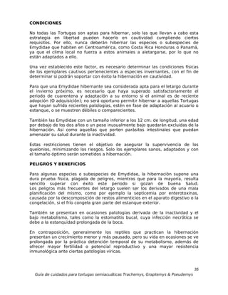 CONDICIONES

No todas las Tortugas son aptas para hibernar, solo las que llevan a cabo esta
estrategia en libertad pueden hacerlo en cautividad cumpliendo ciertos
requisitos. Por ello, nunca deberán hibernar las especies o subespecies de
Emydidae que habiten en Centroamérica, como Costa Rica Honduras o Panamá,
ya que el clima local no fuerza a estos animales a aletargarse, por lo que no
están adaptados a ello.

Una vez establecido este factor, es necesario determinar las condiciones físicas
de los ejemplares cautivos pertenecientes a especies invernantes, con el fin de
determinar si podrán soportar con éxito la hibernación en cautividad.

Para que una Emydidae hibernante sea considerada apta para el letargo durante
el invierno próximo, es necesario que haya superado satisfactoriamente el
periodo de cuarentena y adaptación a su entorno si el animal es de reciente
adopción (O adquisición); no será oportuno permitir hibernar a aquellas Tortugas
que hayan sufrido recientes patologías, estén en fase de adaptación al acuario o
estanque, o se muestren débiles o comparecientes.

También las Emydidae con un tamaño inferior a los 12 cm. de longitud, una edad
por debajo de los dos años o un peso inusualmente bajo quedarán excluidas de la
hibernación. Así como aquellas que porten parásitos intestinales que puedan
amenazar su salud durante la inactividad.

Estas restricciones tienen el objetivo de asegurar la supervivencia de los
quelonios, minimizando los riesgos. Solo los ejemplares sanos, adaptados y con
el tamaño óptimo serán sometidos a hibernación.

PELIGROS Y BENEFICIOS

Para algunas especies o subespecies de Emydidae, la hibernación supone una
dura prueba física, plagada de peligros, mientras que para la mayoría, resulta
sencillo superar con éxito este periodo si gozan de buena Salud.
Los peligros más frecuentes del letargo suelen ser los derivados de una mala
planificación del mismo, como por ejemplo la septicemia por enterotoxinas,
causada por la descomposición de restos alimenticios en el aparato digestivo o la
congelación, si el frío congela gran parte del estanque exterior.

También se presentan en ocasiones patologías derivada de la inactividad y el
bajo metabolismo, tales como la estomatitis bucal, cuya infección necrótica se
debe a la estanquidad prolongada de la boca.

En contraposición, generalmente los reptiles que practican la hibernación
presentan un crecimiento menor y más pausado, pero su vida en ocasiones se ve
prolongada por la práctica detención temporal de su metabolismo, además de
ofrecer mayor fertilidad o potencial reproductivo y una mayor resistencia
inmunológica ante ciertas patologías víricas.



                                                                                  35
  Guía de cuidados para tortugas semiacuáticas Trachemys, Graptemys & Pseudemys
 