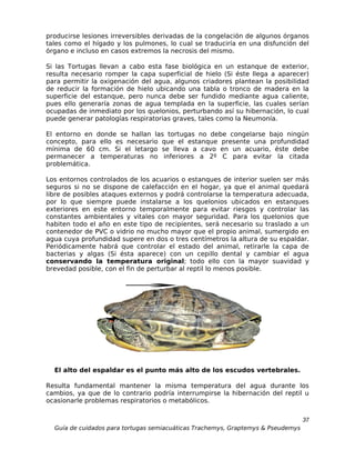 producirse lesiones irreversibles derivadas de la congelación de algunos órganos
tales como el hígado y los pulmones, lo cual se traduciría en una disfunción del
órgano e incluso en casos extremos la necrosis del mismo.

Si las Tortugas llevan a cabo esta fase biológica en un estanque de exterior,
resulta necesario romper la capa superficial de hielo (Si éste llega a aparecer)
para permitir la oxigenación del agua, algunos criadores plantean la posibilidad
de reducir la formación de hielo ubicando una tabla o tronco de madera en la
superficie del estanque, pero nunca debe ser fundido mediante agua caliente,
pues ello generaría zonas de agua templada en la superficie, las cuales serían
ocupadas de inmediato por los quelonios, perturbando así su hibernación, lo cual
puede generar patologías respiratorias graves, tales como la Neumonía.

El entorno en donde se hallan las tortugas no debe congelarse bajo ningún
concepto, para ello es necesario que el estanque presente una profundidad
mínima de 60 cm. Si el letargo se lleva a cavo en un acuario, éste debe
permanecer a temperaturas no inferiores a 2º C para evitar la citada
problemática.

Los entornos controlados de los acuarios o estanques de interior suelen ser más
seguros si no se dispone de calefacción en el hogar, ya que el animal quedará
libre de posibles ataques externos y podrá controlarse la temperatura adecuada,
por lo que siempre puede instalarse a los quelonios ubicados en estanques
exteriores en este entorno temporalmente para evitar riesgos y controlar las
constantes ambientales y vitales con mayor seguridad. Para los quelonios que
habiten todo el año en este tipo de recipientes, será necesario su traslado a un
contenedor de PVC o vidrio no mucho mayor que el propio animal, sumergido en
agua cuya profundidad supere en dos o tres centímetros la altura de su espaldar.
Periódicamente habrá que controlar el estado del animal, retirarle la capa de
bacterias y algas (Si ésta aparece) con un cepillo dental y cambiar el agua
conservando la temperatura original; todo ello con la mayor suavidad y
brevedad posible, con el fin de perturbar al reptil lo menos posible.




  El alto del espaldar es el punto más alto de los escudos vertebrales.

Resulta fundamental mantener la misma temperatura del agua durante los
cambios, ya que de lo contrario podría interrumpirse la hibernación del reptil u
ocasionarle problemas respiratorios o metabólicos.

                                                                                  37
  Guía de cuidados para tortugas semiacuáticas Trachemys, Graptemys & Pseudemys
 