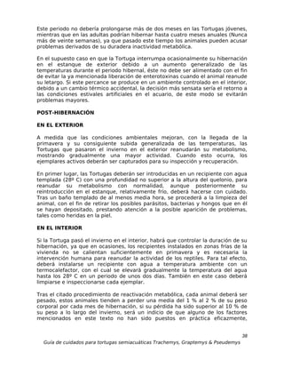 Este periodo no debería prolongarse más de dos meses en las Tortugas jóvenes,
mientras que en las adultas podrían hibernar hasta cuatro meses anuales (Nunca
más de veinte semanas), ya que pasado este tiempo los animales pueden acusar
problemas derivados de su duradera inactividad metabólica.

En el supuesto caso en que la Tortuga interrumpa ocasionalmente su hibernación
en el estanque de exterior debido a un aumento generalizado de las
temperaturas durante el periodo hibernal, éste no debe ser alimentado con el fin
de evitar la ya mencionada liberación de enterotoxinas cuando el animal reanude
su letargo. Si este percance se produce en un ambiente controlado en el interior,
debido a un cambio térmico accidental, la decisión más sensata sería el retorno a
las condiciones estivales artificiales en el acuario, de este modo se evitarán
problemas mayores.

POST-HIBERNACIÓN

EN EL EXTERIOR

A medida que las condiciones ambientales mejoran, con la llegada de la
primavera y su consiguiente subida generalizada de las temperaturas, las
Tortugas que pasaron el invierno en el exterior reanudarán su metabolismo,
mostrando gradualmente una mayor actividad. Cuando esto ocurra, los
ejemplares activos deberán ser capturados para su inspección y recuperación.

En primer lugar, las Tortugas deberán ser introducidas en un recipiente con agua
templada (28º C) con una profundidad no superior a la altura del quelonio, para
reanudar su metabolismo con normalidad, aunque posteriormente su
reintroducción en el estanque, relativamente frío, deberá hacerse con cuidado.
Tras un baño templado de al menos media hora, se procederá a la limpieza del
animal, con el fin de retirar los posibles parásitos, bacterias y hongos que en él
se hayan depositado, prestando atención a la posible aparición de problemas,
tales como heridas en la piel.

EN EL INTERIOR

Si la Tortuga pasó el invierno en el interior, habrá que controlar la duración de su
hibernación, ya que en ocasiones, los recipientes instalados en zonas frías de la
vivienda no se calientan suficientemente en primavera y es necesaria la
intervención humana para reanudar la actividad de los reptiles. Para tal efecto,
deberá instalarse un recipiente con agua a temperatura ambiente con un
termocalefactor, con el cual se elevará gradualmente la temperatura del agua
hasta los 28º C en un periodo de unos dos días. También en este caso deberá
limpiarse e inspeccionarse cada ejemplar.

Tras el citado procedimiento de reactivación metabólica, cada animal deberá ser
pesado, estos animales tienden a perder una media del 1 % al 2 % de su peso
corporal por cada mes de hibernación, si su pérdida ha sido superior al 10 % de
su peso a lo largo del invierno, será un indicio de que alguno de los factores
mencionados en este texto no han sido puestos en práctica eficazmente,


                                                                                  38
  Guía de cuidados para tortugas semiacuáticas Trachemys, Graptemys & Pseudemys
 