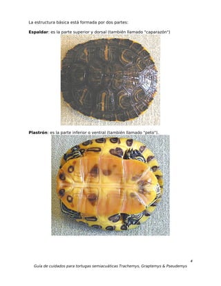 La estructura básica está formada por dos partes:

Espaldar: es la parte superior y dorsal (también llamado "caparazón")




Plastrón: es la parte inferior o ventral (también llamado "peto").




                                                                                  4
  Guía de cuidados para tortugas semiacuáticas Trachemys, Graptemys & Pseudemys
 
