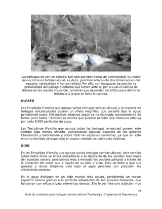 Las tortugas no ven en colores, tan sólo perciben tonos de luminosidad. Su visión
monocroma es bidimensional, es decir, perciben solamente dos dimensiones del
   espacio: verticalidad y horizontalidad. Por ello, son incapaces de percibir la
  profundidad del paisaje o entorno que tienen ante sí, por lo cual el cálculo de
distancias les resulta imposible, teniendo que depender del olfato para definir la
                       distancia a la que se halla la comida.

OLFATO

Las Emydidae (Familia que agrupa varias tortugas semiacuáticas) y la mayoría de
tortugas dulceacuícolas poseen un olfato magnífico que persiste bajo el agua;
percibiendo hasta 700 matices olfativos según se ha estimado recientemente de
forma poco fiable. También se estima que pueden percibir una molécula olfativa
por cada 8.000 partículas de agua.

Las Testudinae (Familia que agrupa todas las tortugas terrestres) poseen este
sentido algo menos afinado, exceptuando algunas especies de los géneros
Chelonoidis y Geochelone y sobre todo las especies selváticas, ya que en este
entorno húmedo se expanden en mayor medida las partículas olfativas.

OÍDO

En las Emydidae (Familia que agrupa varias tortugas semiacuáticas), este sentido
sobre tierra firme se limita únicamente a la detección de los sonidos más bajos
del espectro sonoro, percibiendo más a menudo los posibles peligros a través de
la vibración del suelo que a través de su oído o vista. Esto se debe a que sus
gruesos y duros tímpanos solo bajo el agua perciben con precisión las
vibraciones sonoras.

En el agua disfrutan de un oído mucho más agudo, percibiendo un mayor
espectro sonoro gracias a la perfecta adaptación de sus gruesos tímpanos, que
funcionan con eficacia bajo elementos densos. Ello le permite una audición muy

                                                                                  44
  Guía de cuidados para tortugas semiacuáticas Trachemys, Graptemys & Pseudemys
 