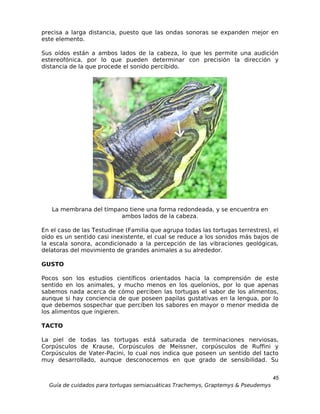 precisa a larga distancia, puesto que las ondas sonoras se expanden mejor en
este elemento.

Sus oídos están a ambos lados de la cabeza, lo que les permite una audición
estereofónica, por lo que pueden determinar con precisión la dirección y
distancia de la que procede el sonido percibido.




   La membrana del tímpano tiene una forma redondeada, y se encuentra en
                        ambos lados de la cabeza.

En el caso de las Testudinae (Familia que agrupa todas las tortugas terrestres), el
oído es un sentido casi inexistente, el cual se reduce a los sonidos más bajos de
la escala sonora, acondicionado a la percepción de las vibraciones geológicas,
delatoras del movimiento de grandes animales a su alrededor.

GUSTO

Pocos son los estudios científicos orientados hacia la comprensión de este
sentido en los animales, y mucho menos en los quelonios, por lo que apenas
sabemos nada acerca de cómo perciben las tortugas el sabor de los alimentos,
aunque si hay conciencia de que poseen papilas gustativas en la lengua, por lo
que debemos sospechar que perciben los sabores en mayor o menor medida de
los alimentos que ingieren.

TACTO

La piel de todas las tortugas está saturada de terminaciones nerviosas,
Corpúsculos de Krause, Corpúsculos de Meissner, corpúsculos de Ruffini y
Corpúsculos de Vater-Pacini, lo cual nos indica que poseen un sentido del tacto
muy desarrollado, aunque desconocemos en que grado de sensibilidad. Su


                                                                                  45
  Guía de cuidados para tortugas semiacuáticas Trachemys, Graptemys & Pseudemys
 