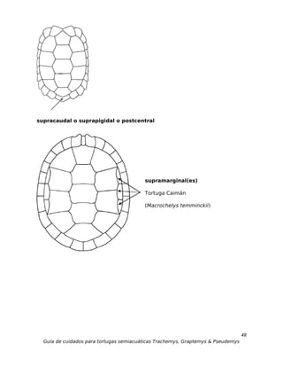 supracaudal o suprapigidal o postcentral




                                         supramarginal(es)

                                         Tortuga Caimán

                                         (Macrochelys temminckii)




                                                                                  48
  Guía de cuidados para tortugas semiacuáticas Trachemys, Graptemys & Pseudemys
 