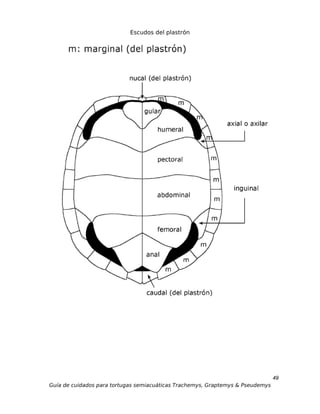 Escudos del plastrón




                                                                                49
Guía de cuidados para tortugas semiacuáticas Trachemys, Graptemys & Pseudemys
 