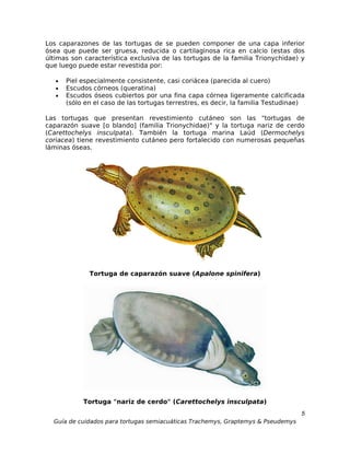 Los caparazones de las tortugas de se pueden componer de una capa inferior
ósea que puede ser gruesa, reducida o cartilaginosa rica en calcio (estas dos
últimas son característica exclusiva de las tortugas de la familia Trionychidae) y
que luego puede estar revestida por:

   •   Piel especialmente consistente, casi coriácea (parecida al cuero)
   •   Escudos córneos (queratina)
   •   Escudos óseos cubiertos por una fina capa córnea ligeramente calcificada
       (sólo en el caso de las tortugas terrestres, es decir, la familia Testudinae)

Las tortugas que presentan revestimiento cutáneo son las "tortugas de
caparazón suave [o blando] (familia Trionychidae)" y la tortuga nariz de cerdo
(Carettochelys insculpata). También la tortuga marina Laúd (Dermochelys
coriacea) tiene revestimiento cutáneo pero fortalecido con numerosas pequeñas
láminas óseas.




              Tortuga de caparazón suave (Apalone spinifera)




            Tortuga "nariz de cerdo" (Carettochelys insculpata)
                                                                                  5
  Guía de cuidados para tortugas semiacuáticas Trachemys, Graptemys & Pseudemys
 