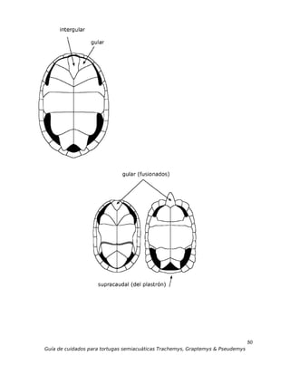 50
Guía de cuidados para tortugas semiacuáticas Trachemys, Graptemys & Pseudemys
 