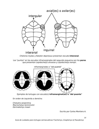 Chelonia mydas y Natator depressus presentan escudo interanal.

Los "puntos" en los escudos inframarginales del segundo esquema son los poros
          que presentan Lepidochelys olivacea y Lepidochelys kempii.




    Ejemplos de tortugas con escudo(s) inframarginal(es) o "del puente"

En orden de izquierda a derecha:

Chelydra serpentina
Macrochelys temminckii
Dermatemys mawii

                                                    Escrito por Carlos Montiers A.


                                                                                  51
  Guía de cuidados para tortugas semiacuáticas Trachemys, Graptemys & Pseudemys
 
