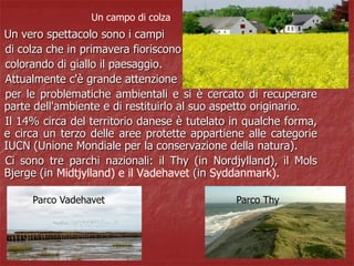 Un vero spettacolo sono i campi
di colza che in primavera fioriscono
colorando di giallo il paesaggio.
Attualmente c'è grande attenzione
per le problematiche ambientali e si è cercato di recuperare
parte dell'ambiente e di restituirlo al suo aspetto originario.
Il 14% circa del territorio danese è tutelato in qualche forma,
e circa un terzo delle aree protette appartiene alle categorie
IUCN (Unione Mondiale per la conservazione della natura).
Ci sono tre parchi nazionali: il Thy (in Nordjylland), il Mols
Bjerge (in Midtjylland) e il Vadehavet (in Syddanmark).
Un campo di colza
Parco Vadehavet Parco Thy
 