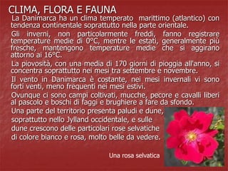 CLIMA, FLORA E FAUNA
La Danimarca ha un clima temperato marittimo (atlantico) con
tendenza continentale soprattutto nella parte orientale.
Gli inverni, non particolarmente freddi, fanno registrare
temperature medie di 0°C, mentre le estati, generalmente più
fresche, mantengono temperature medie che si aggirano
attorno ai 16°C.
La piovosità, con una media di 170 giorni di pioggia all'anno, si
concentra soprattutto nei mesi tra settembre e novembre.
Il vento in Danimarca è costante, nei mesi invernali vi sono
forti venti, meno frequenti nei mesi estivi.
Ovunque ci sono campi coltivati, mucche, pecore e cavalli liberi
al pascolo e boschi di faggi e brughiere a fare da sfondo.
Una parte del territorio presenta paludi e dune,
soprattutto nello Jylland occidentale, e sulle
dune crescono delle particolari rose selvatiche
di colore bianco e rosa, molto belle da vedere.
Una rosa selvatica
 