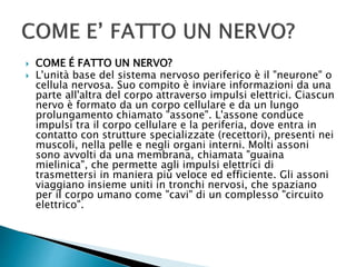  COME É FATTO UN NERVO?
 L'unità base del sistema nervoso periferico è il "neurone" o
cellula nervosa. Suo compito è inviare informazioni da una
parte all'altra del corpo attraverso impulsi elettrici. Ciascun
nervo è formato da un corpo cellulare e da un lungo
prolungamento chiamato "assone". L'assone conduce
impulsi tra il corpo cellulare e la periferia, dove entra in
contatto con strutture specializzate (recettori), presenti nei
muscoli, nella pelle e negli organi interni. Molti assoni
sono avvolti da una membrana, chiamata "guaina
mielinica", che permette agli impulsi elettrici di
trasmettersi in maniera più veloce ed efficiente. Gli assoni
viaggiano insieme uniti in tronchi nervosi, che spaziano
per il corpo umano come "cavi" di un complesso "circuito
elettrico".
 