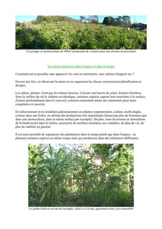 Un potager en permaculture de 400m² produisant de a nature pour une dizaine de personnes
La culture intensives dans l'espace et dans le temps
Comment est-ce possible sans appauvrir les sols en nutriments, sans acheter d'engrais etc ?
Encore une fois, en observant la nature et en organisant les choses correctement (planification et
design).
Les arbres, plantes, n'ont pas les mêmes besoins. Certains ont besoin de soleil, d'autres d'ombres.
Sous la surface du sol le schéma est identique, certaines espèces captent leur nourriture à la surface,
d'autres profondément dans le sous-sol, certaines remontent même des nutriments pour leurs
congénères et associés.
En sélectionnant et en installant judicieusement ces plantes (superposition, culture, multi-étagée,
comme dans une forêt), on obtient des productions très importantes (beaucoup plus de biomasse que
dans une monoculture, dans la même surface par exemple). De plus, nous favorisons et réinstallons
de la biodiversité dans le milieu, synonyme de meilleur résistance aux maladies, de plus de vie, de
plus de stabilité en général.
Il est aussi possible de superposer des plantations dans le temps plutôt que dans l'espace : en
plantant certaines espèces en même temps mais qui produirons dans des échéances différentes.
Le jardin-forêt en est un bel exemple, celui-ci à 10 ans, quasiment tout y est comestible
 