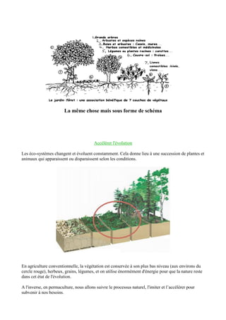 La même chose mais sous forme de schéma
Accélérer l'évolution
Les éco-systèmes changent et évoluent constamment. Cela donne lieu à une succession de plantes et
animaux qui apparaissent ou disparaissent selon les conditions.
En agriculture conventionnelle, la végétation est conservée à son plus bas niveau (aux environs du
cercle rouge), herbeux, grains, légumes, et on utilise énormément d'énergie pour que la nature reste
dans cet état de l'évolution.
A l'inverse, en permaculture, nous allons suivre le processus naturel, l'imiter et l’accélérer pour
subvenir à nos besoins.
 