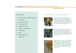 A Guide to Growing                  Native Plants
                                                                      in KAPITI

 CONTENTS                              Some local plants that remind us of our past . . . but also our future potential



 2. Knowing Your Local Conditions                                      Nikau thrive in moist, sheltered, frost-free sites. The
                                                                       shelter they need, however, is long gone from most
 4. Dunelands                                                          areas. We see old nikau in open pasture because,
                                                                       being monocotyledons, they are simply very hard to kill.
                                                                       For nikau to thrive and reproduce once more we must
 8. Lowland Terraces                                                   restore shelter - and in doing so we encourage kereru
                                                                       (NZ pigeon) to visit and spread their seed.
 9. The ‘Nikau Belt’
10. ‘Kamahi Country’
11. Birds in Your Garden
                                                                       Kohekohe, a dominant tree in mild-climate forests
12. Gardening                                                          which receive year-round moisture, impresses with its
                                                                       winter flowering. In summer, large seed capsules
                                                                       develop that by early winter have split open to reveal
14. Pests                                                              orange fleshy seeds. The luxuriant flowering illustrated
                                                                       here is only possible where possums have been
15. Being Water-Wise                                                   eradicated.

    References

                                                                       Pingao (illustrated) and spinifex are two native species
                                                                       adapted to life in the shifting foredunes where they
                                                                       help create smooth dune profiles. Destabilisation of
                                                                       dunes by pastoralism in the 19th century led to mass
                                                                       planting of marram grass and lupin which formed new
                                                                       dunes, but ones with erodable, steep profiles. To re-
                                                                       establish pingao now we need to control rabbits as
                                                                       well as marram.
 