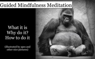What it is Why do it? How to do it (illustrated by apes and other nice pictures) Guided Mindfulness Meditation 