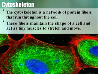 Cytoskeleton The cytoskeleton is a network of protein fibers that run throughout the cell. These fibers maintain the shape of a cell and act as tiny muscles to stretch and move. 