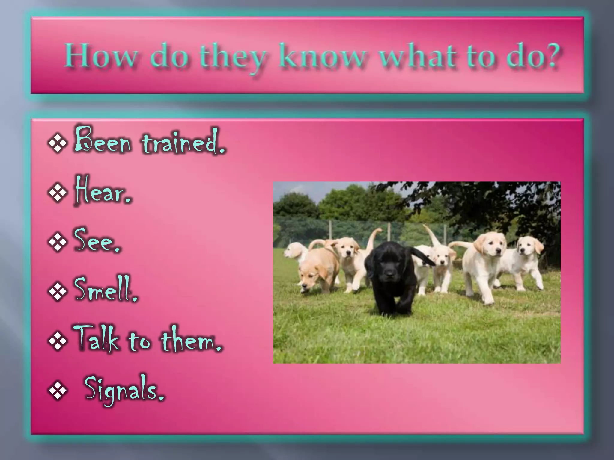  Been     trained.
 Hear.

 See.

 Smell.

 Talk  to them.
   Signals.
 