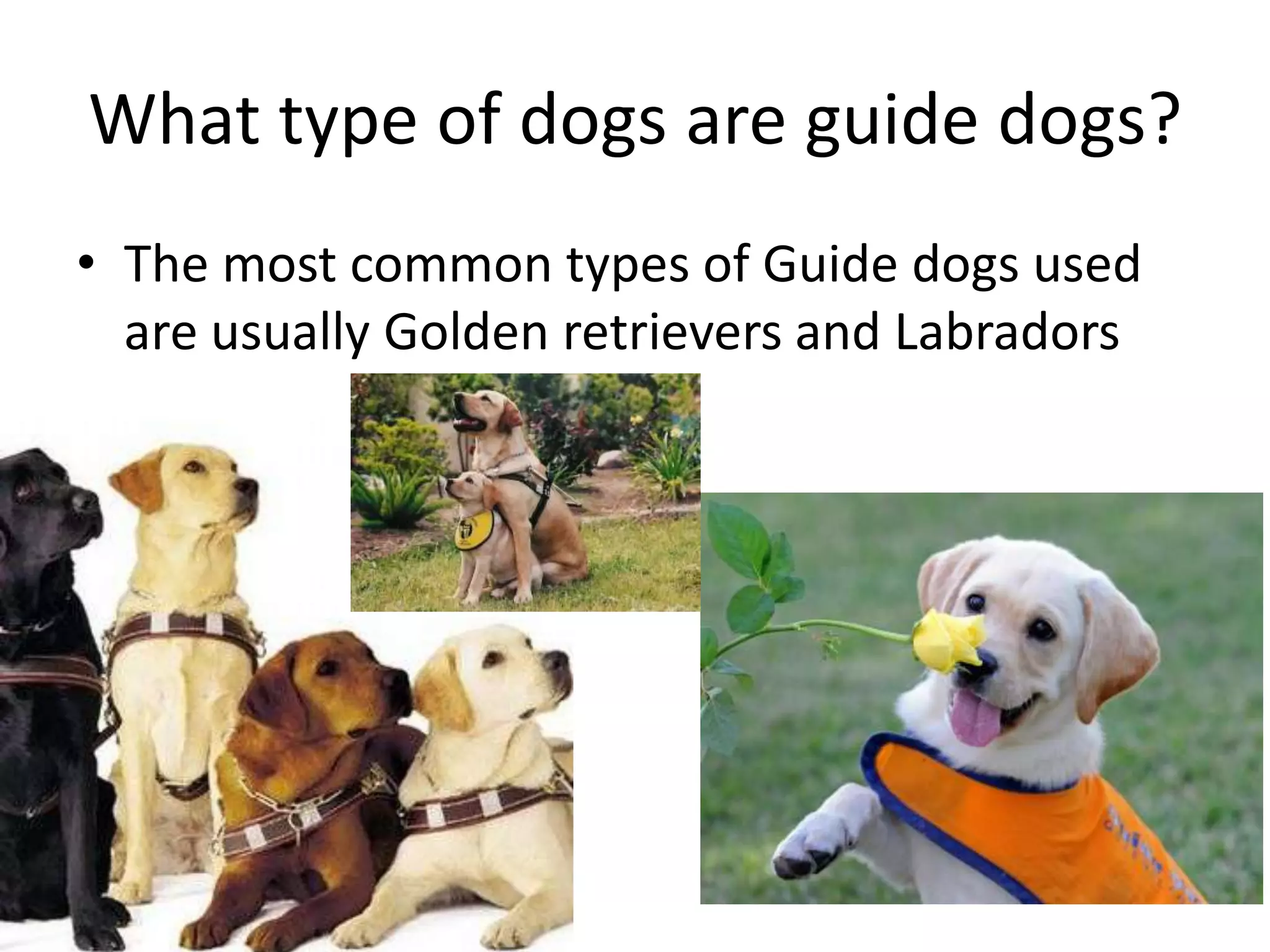 What type of dogs are guide dogs?
• The most common types of Guide dogs used
are usually Golden retrievers and Labradors
 