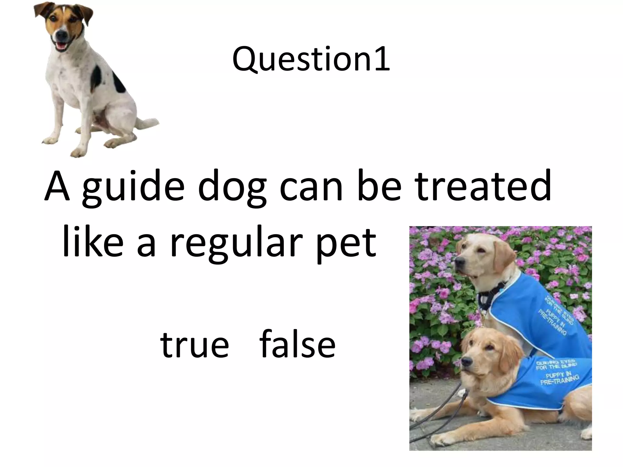Question1
A guide dog can be treated
like a regular pet
true false
 